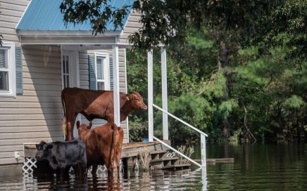 Image of floodwaters around a house with cows on the front porch courtesy Unsplash.